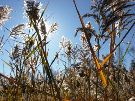 green-bay-shore-11-07 green-bay-shore-11-07