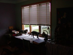 P1010003Pookie P1010003Pookie